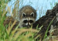 Is there a loophole to racoon laws in georgia