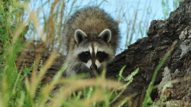 Is there a loophole to racoon laws in georgia