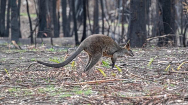 Is it a law that you can't have a kangaroo