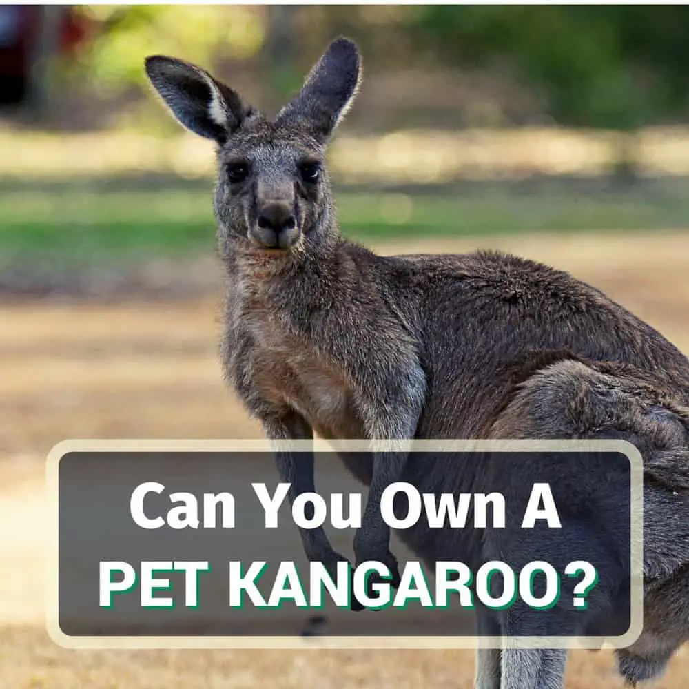 Kangaroos kangaroo endangered think cousins karl typically unlike widespread smaller vernes secure