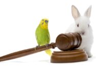 What animals are significant in development of common law