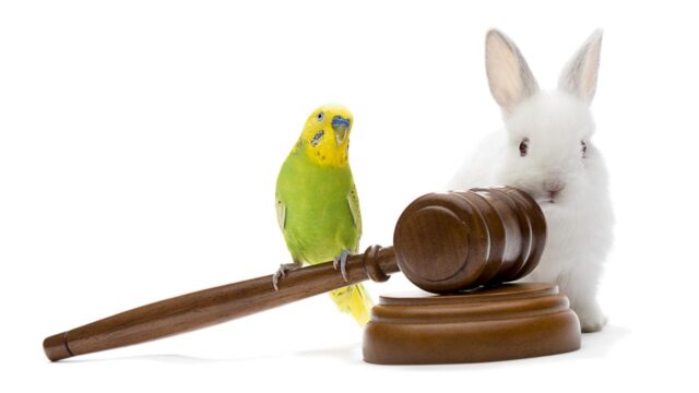 What animals are significant in development of common law